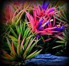 air plant